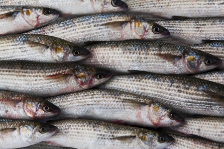 fresh gray mullet fish at the market background