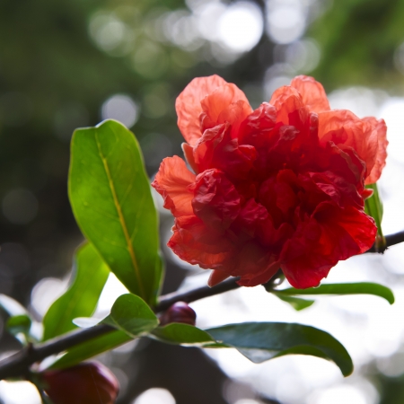 beautiful red flowers blooming pomegranate close-upの写真素材