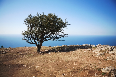lonely tree on a rock against the seaの写真素材