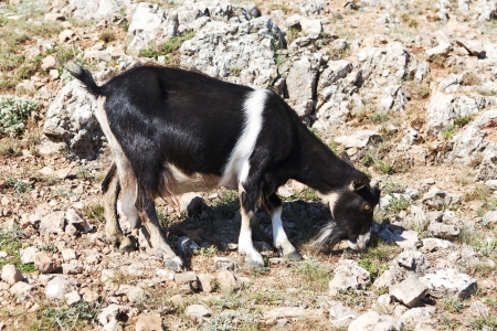 black and white goat grazing on a rockの写真素材