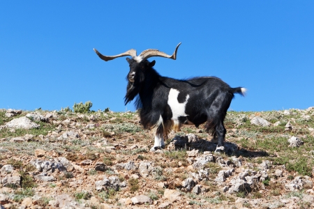 goat grazing on a rock against the seaの写真素材