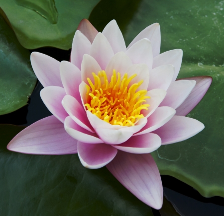 Beautiful water lily on the waterの写真素材
