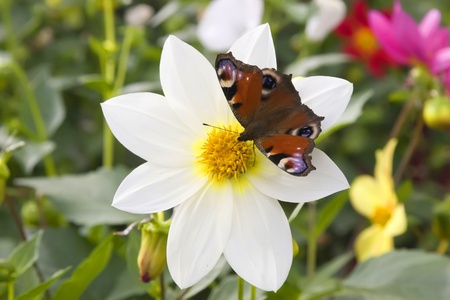 flowersの写真素材