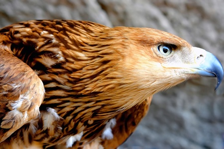 eagle               の写真素材