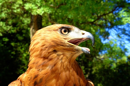 eagleの写真素材