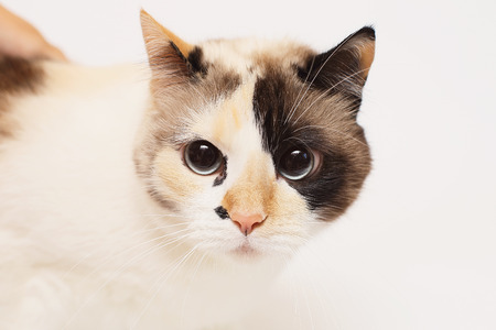 Blue eyed Catの写真素材