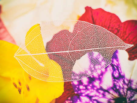 Expressive artistic image of beauty and purity of nature. Beautiful white skeletonized leafの写真素材