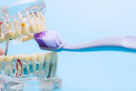 Dentist dental prosthetic teeth, gums, roots close-up. Studying dental diseases conceptの写真素材