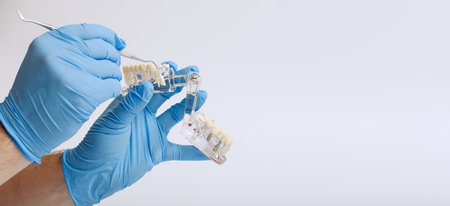 dentist shows the wisdom tooth on the training jaw, wisdom tooth removal . technologyの写真素材