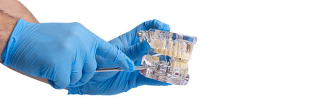 In hand dentists dental teeth teaching model showing each tooth, gum, root, implant, decay, plaque...