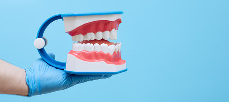In hand dentists dental teeth teaching model showing each tooth, gum, root, implant, decay, plaque...