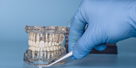 Model of teeth with sample size and handの写真素材