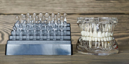 Transparent Anatomical Teeth and Gums on Wooden Surface with Blurredの写真素材