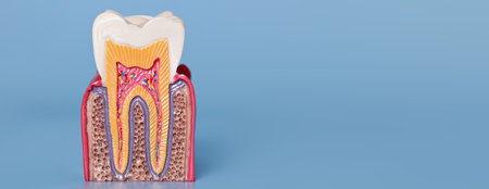 Close-up of anatomical tooth model showing healthy enamel, dentin, pulp, and root structure against a blue background.の写真素材
