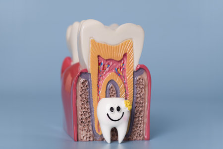 Close-up of anatomical model showing healthy tooth structure with a small smiling tooth figure placed in front.の写真素材