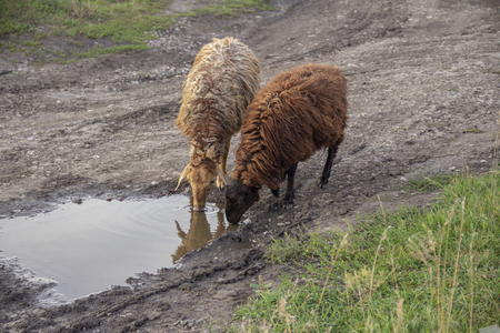 Sheeps drink water in puddle.の写真素材