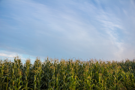 Corn field and bright sky.の写真素材