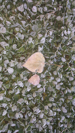 Leaves on the grass in autumnの写真素材