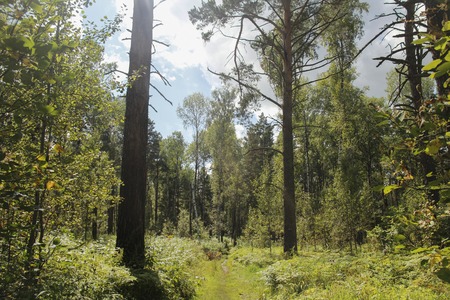 Trail in the summer forestの写真素材