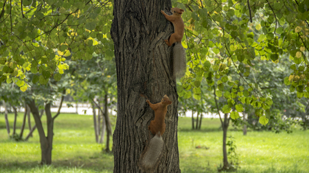 Two red squirrels run after each other on wood.の写真素材