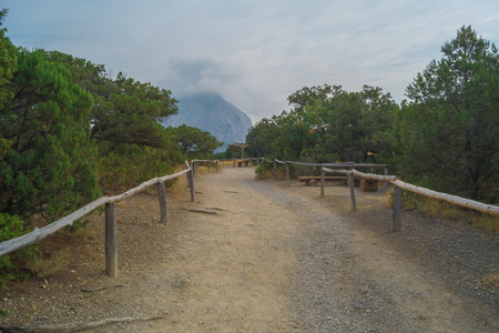 Evergreen trees in the relict juniper grove, in the background a mountain shrouded in cloudsの写真素材