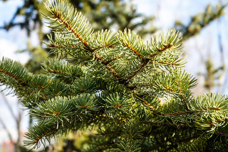 Pine branch closeup on a winter day