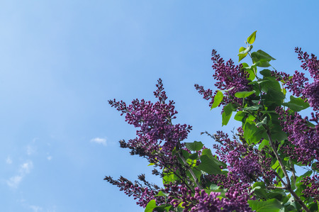 Lilac flowers in the street for the background