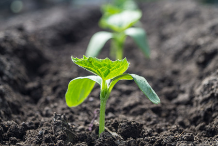 cucumber seedlings planted in the ground in springの写真素材