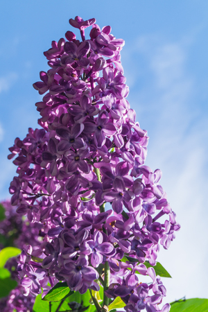 Lilac flowers in the street for the backgroundの写真素材