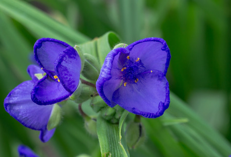flowers close up in the garden of the dayの写真素材