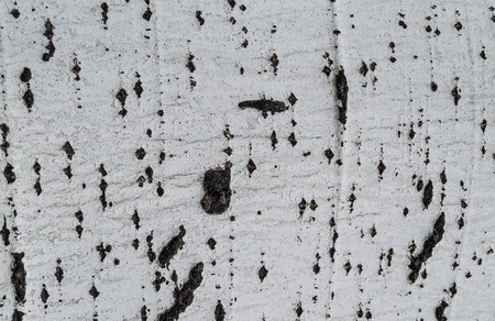 The bark of a tree close up for background