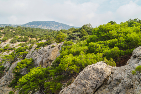 The mountain slopes which are growing evergreen trees and morning sun shinesの写真素材
