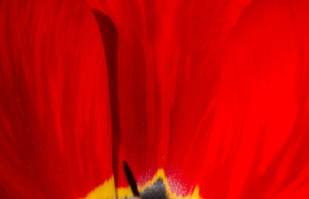 red tulip flower close up for backgroundの写真素材