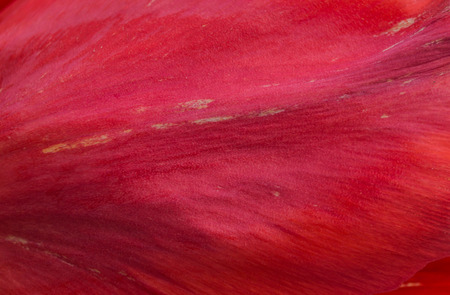 red tulip flower close up for backgroundの写真素材