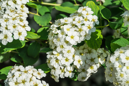 Many white flowers close up for background