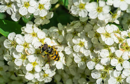 bee sits on a white flowers on a clear day