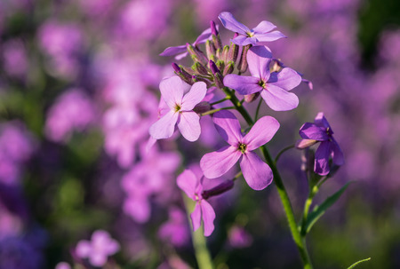 flowers close up in the garden of the dayの写真素材