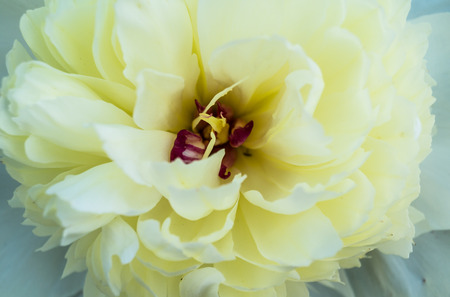Macro shot of white peony on a sunny dayの写真素材