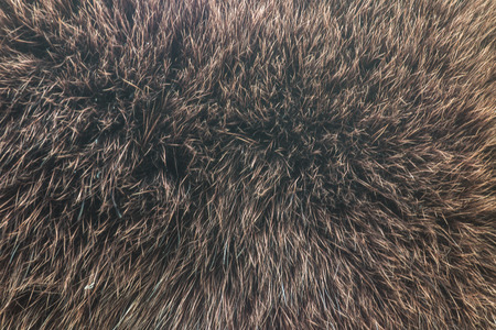 fur animal brown close up for backgroundの写真素材