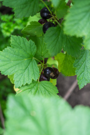 Black currants close up in the gardenの写真素材