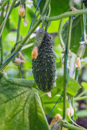 cucumber growing in the garden a summer dayの写真素材