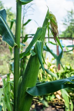 corn growing in a field in summerの写真素材