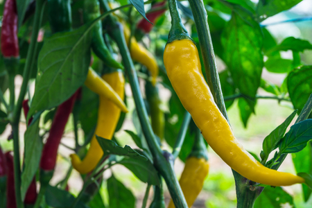 hot peppers close up growing in gardenの写真素材