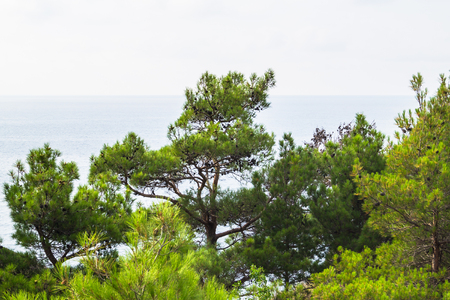 Sea view from the shore through the pinesの写真素材