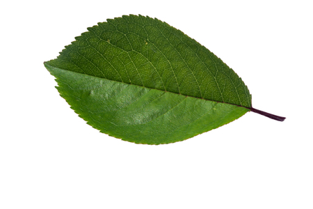 tree leaf isolated on a white background closeup