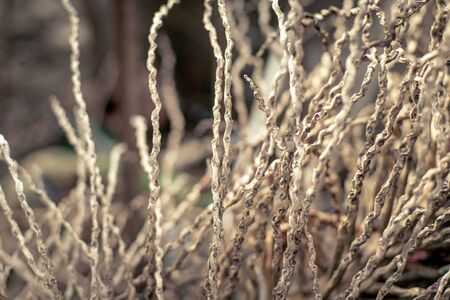 texture wood antique background retroの写真素材