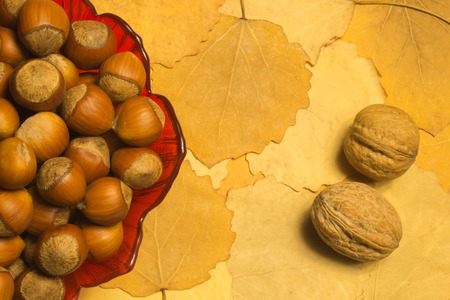 Hazelnuts and walnuts with autumn leaves backgroundの写真素材