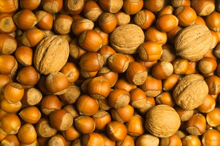 Hazelnuts and walnuts texture backgroundの写真素材
