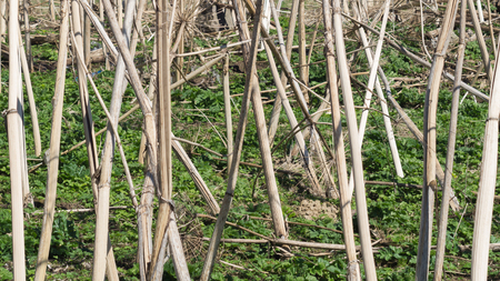 Nature landscape with dry plantsの写真素材