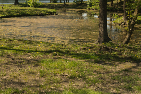 Wild pond. swamp water backgroundの写真素材